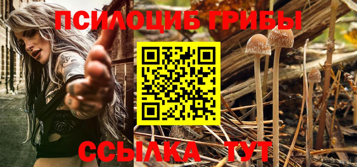 Галлюциногенные грибы Psilocybe Артёмовский